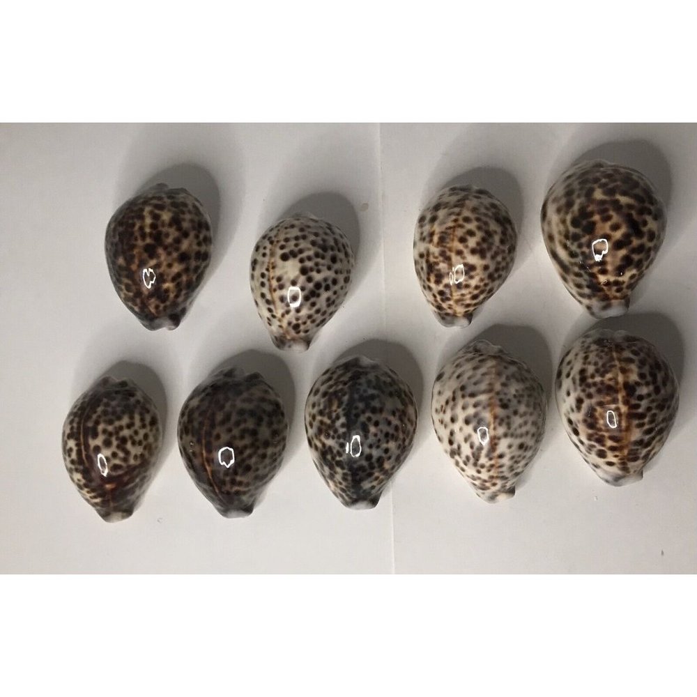 Tiger Cowrie Cypraea Tigris Shell 2-1/2"- 3 Craft Seashell Lot of 9